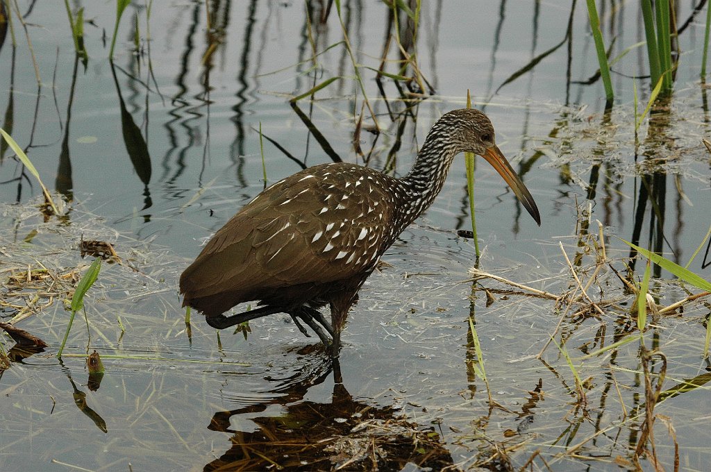 Limpkin, 2010-01141184 Loxahatchee NWR, FL.JPG - Limpkin. Loxahatchee National Wildlife Refuge, FL, 1-14-2010